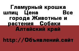 Гламурный крошка шпиц › Цена ­ 30 000 - Все города Животные и растения » Собаки   . Алтайский край